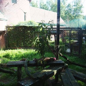 Mountain lion exhibit, 2019-08-04