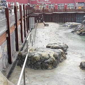 Feeding / Training Steller's sea-lion