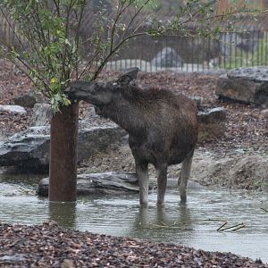 European elk