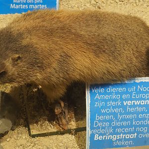 Taxidermy specimen Alpine marmot (Marmota marmota), 2019-08-04