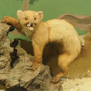 Taxidermy Pine marten (Martes martes), 2019-08-04