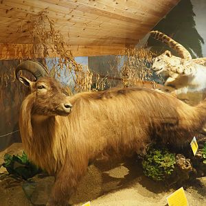 Taxidermy mount Snow leopard hunting Himalayan tahr (Hemitragus jemlahicus), 2019-08-04