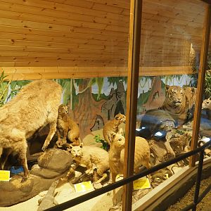 Mammal museum display room, 2019-08-04