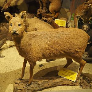 Taxidermy specimen Chinese water deer (Hydropotes inermis), 2019-08-04