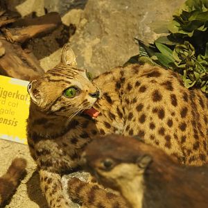 Taxidermy specimen Leopard cat (Prionailurus bengalensis), 2019-08-04