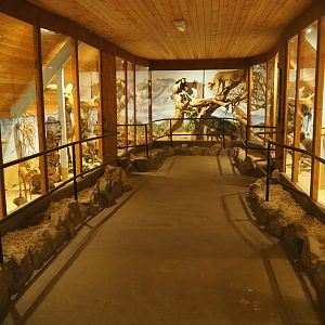 View in mammal museum, 2019-08-04