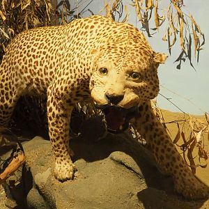 Taxidermy specimen Leopard (Panthera pardus), 2019-08-04