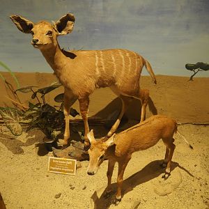 Taxidermy specimens Greater kudu (Tragelaphus euryceros) and Nilgai (Boselaphus tragocamelus) calves, 2019-08-04