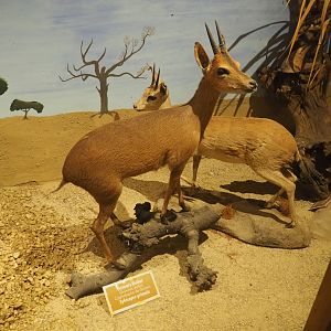 Taxidermy specimens Common or Grimm's duikers (Sylvicapra grimmia), 2019-08-04