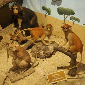 Taxidermy specimens Patas monkeys, Agile wallaby and Juvenile chimpanzee, 2019-08-04