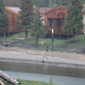 Free-ranging Fallow deer around the resorts