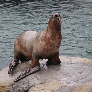Steller's sea-lion