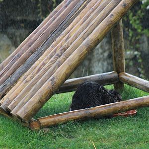 Canadian beaver hidding for the rain