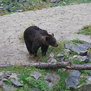 European brown bear