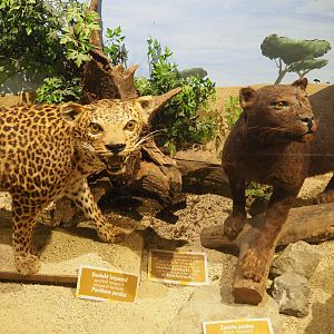 Taxidermy specimen Normal spotted and black leopard (Panthera pardus), 2019-08-04