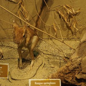 Taxidermy Cape springhare (Pedetes capensis), 2019-08-04