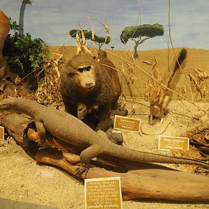 Taxidermy specimens Hamadryas baboons, Komodo dragon and Cape springhare, 2019-08-04