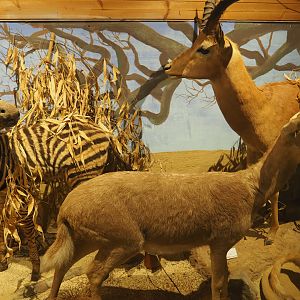 Taxidermy specimens Damara zebra calf, Southern reedbuck and Impala buck, 2019-08-04