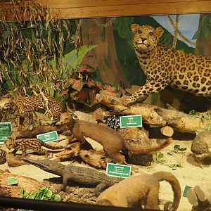 Mammal museum taxidermy specimens display room, 2019-08-04