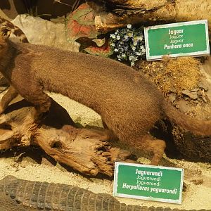 Taxidermy specimen Jaguarundi (Herpailurus yaguaroundi), 2019-08-04