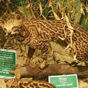 Taxidermy specimen Margay Leopardus wiedii, 2019-08-04