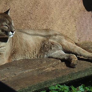 Mountain lion (Puma concolor), 2019-08-04