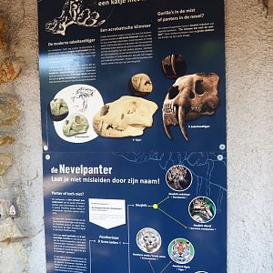 Education sign about the clouded leopard, 2019-08-04
