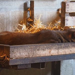 Fossa (Cryptoprocta ferox), 2019-08-04