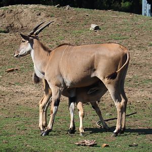 Female common eland (Taurotragus oryx) with nursing calf, 2019-08-04