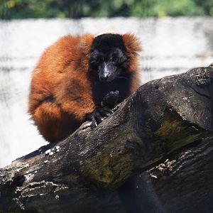 Red ruffed lemur (Varecia rubra), 2019-08-04
