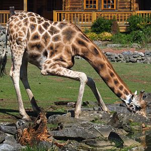 Rothschild's giraffe drinking (Giraffa camelopardalis rothschildi), 2019-08-04