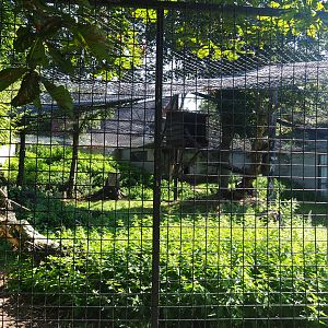 Snow leopard exhibit, 2019-08-04