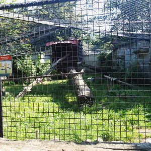 Mountain lion exhibit, 2019-08-04