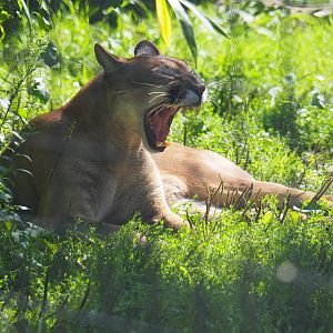 Mountain lion (Puma concolor), 2019-08-04