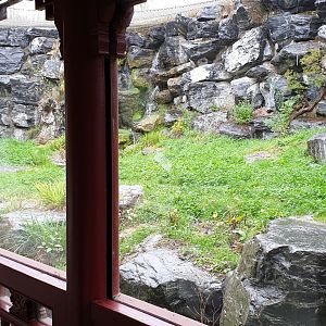 First Snow leopard enclosure