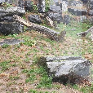 Second Snow leopard enclosure
