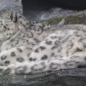 Snow leopard