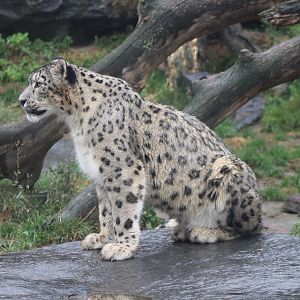 Snow leopard