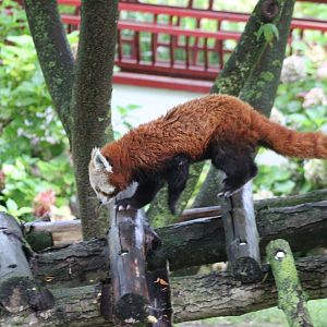 Red panda