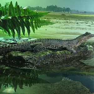 Gharial