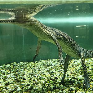 Gharial