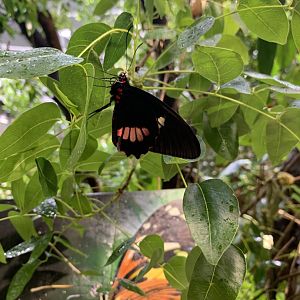 Butterfly - Osher rainforest