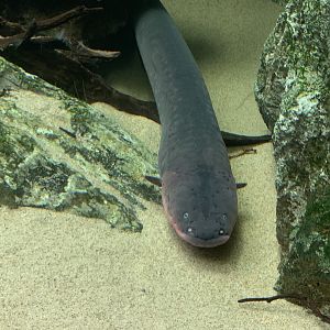 Electric eel - Steinhart Aquarium