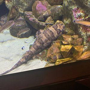 Swell shark - Steinhart Aquarium