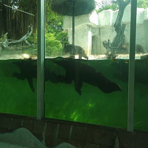 Brown Bears Swimming