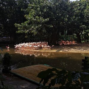 Flamingo Exhibit