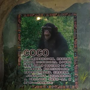 Chimpanzee Signage
