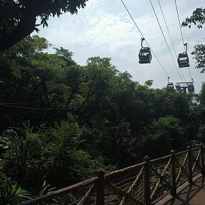 Cable Car Passing Primate Exhibit