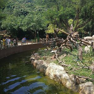 Rhesus Macaque Exhibit