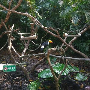 Toco Toucan on a Stick